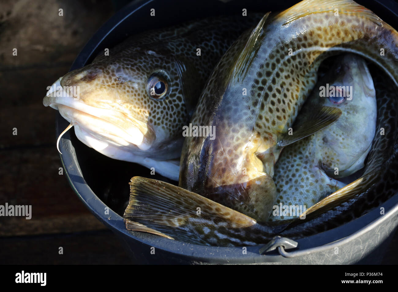 Wismar, Germany, freshly caught cod in a bucket Stock Photo