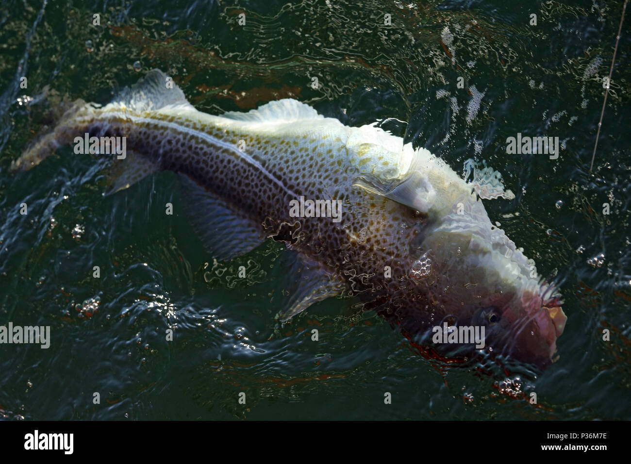 Wismar, Germany, a cod has bitten in deep-sea fishing Stock Photo