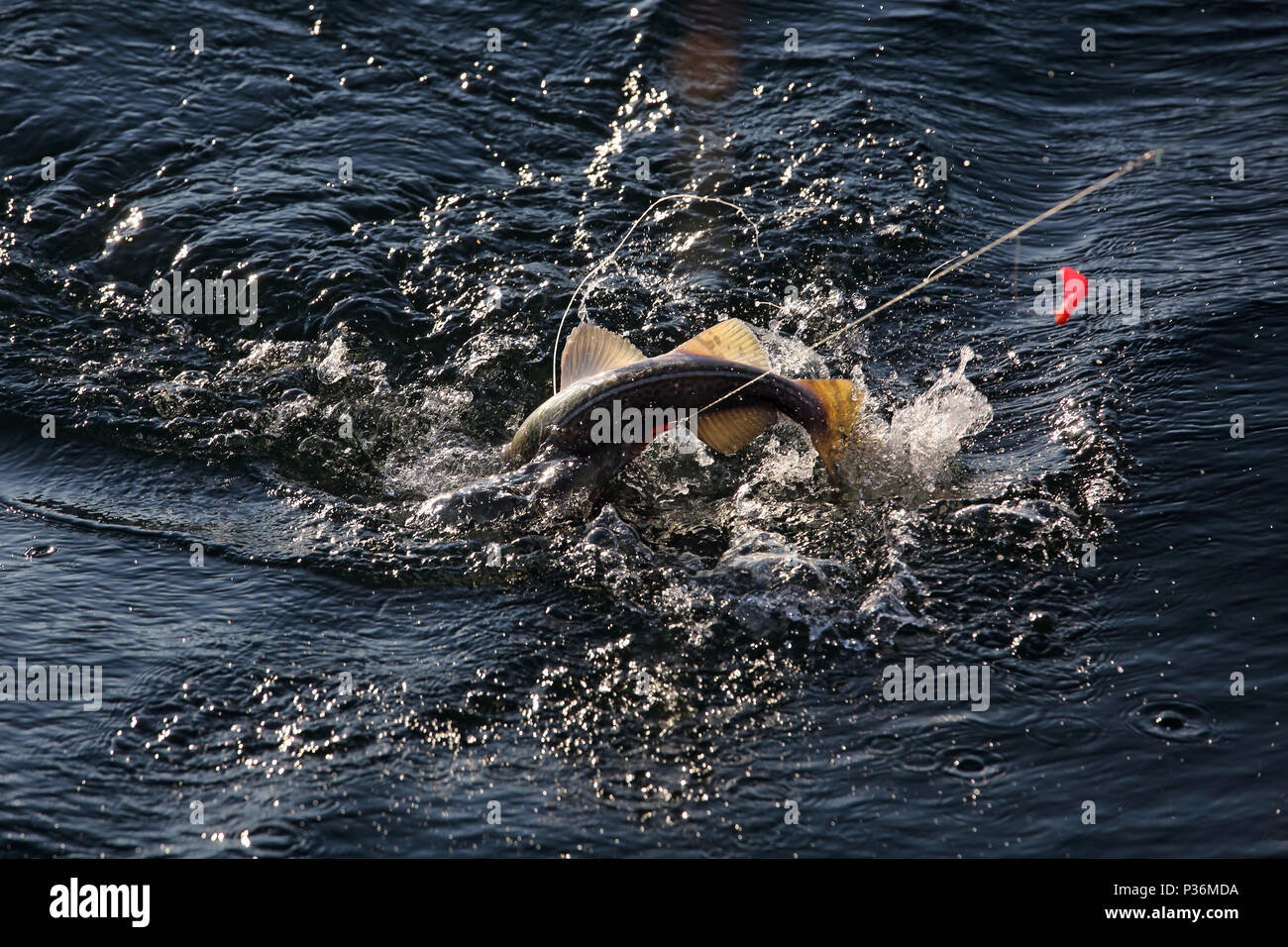 Wismar, Germany, a cod has bitten in deep-sea fishing Stock Photo