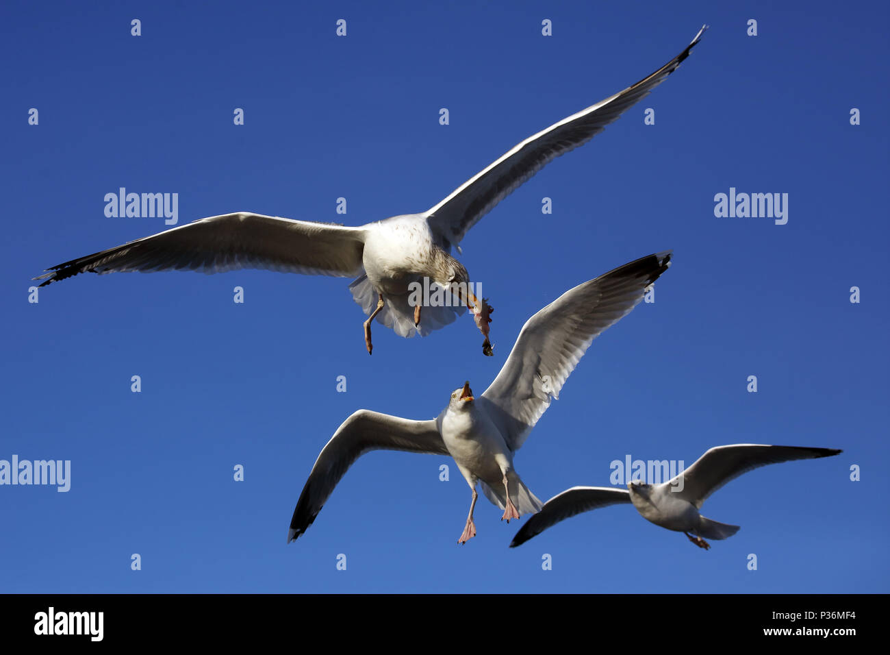 Wismar, Germany, Silbermoewe in flight with a piece of fish in its beak Stock Photo