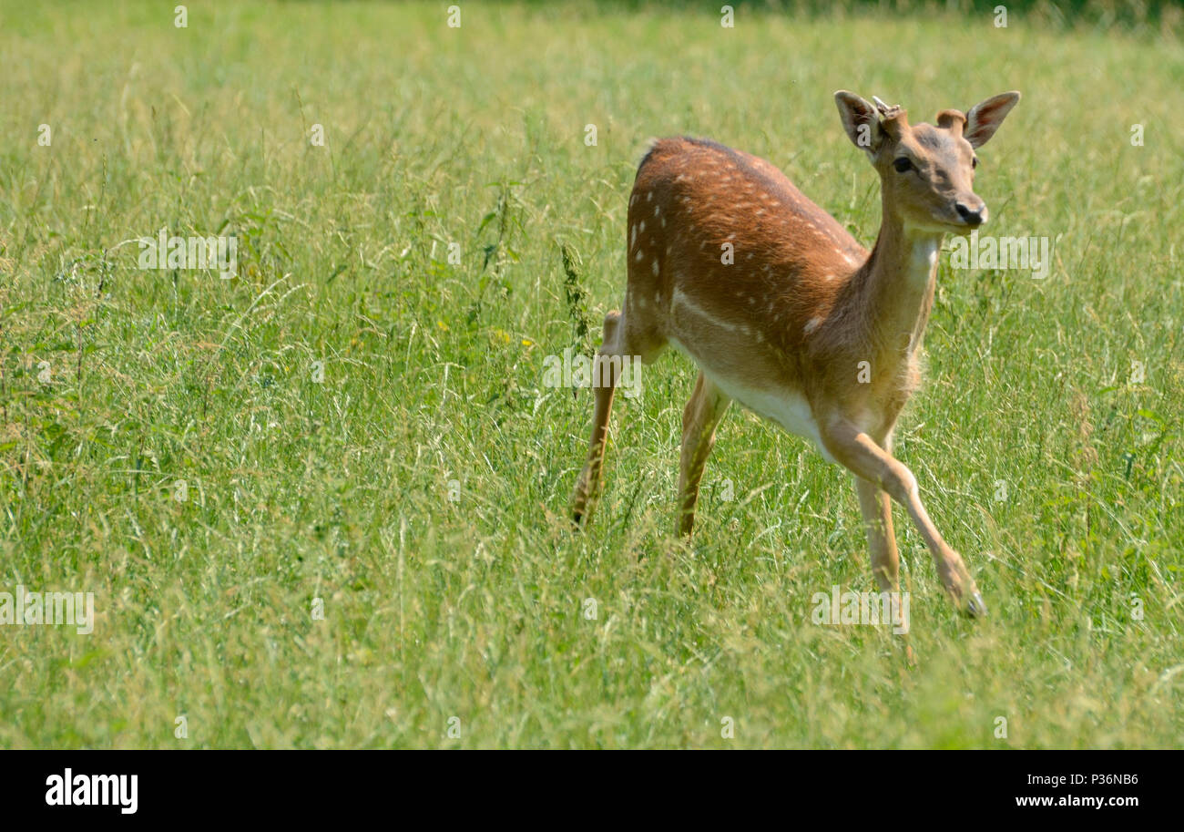 Running deer hires stock photography and images Alamy