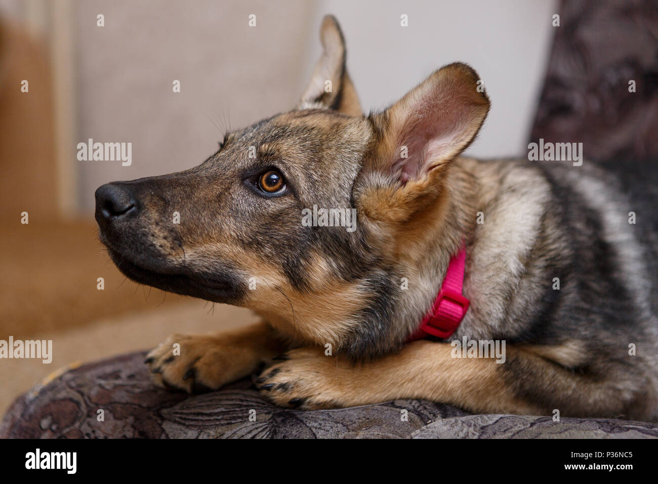Portrait Of A Beautiful Big Dog On The Couch Stock Photo