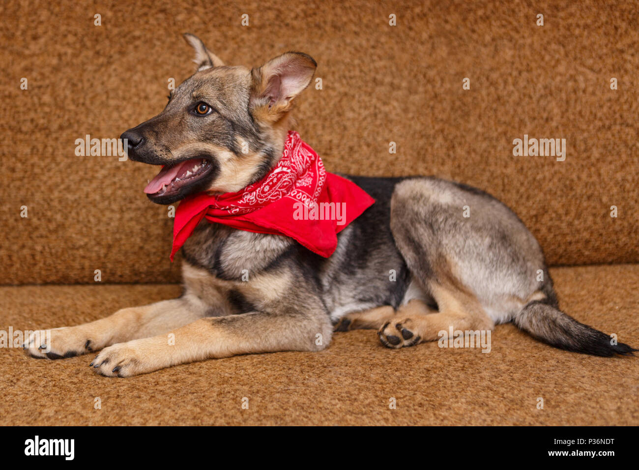 Playful Puppy Big Dog Lying On The Couch Stock Photo 208516948
