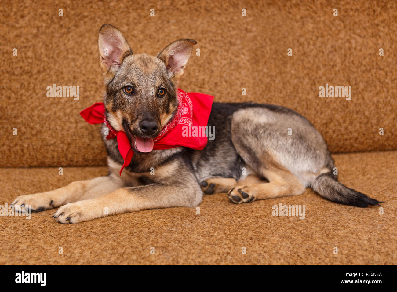 Playful Puppy Big Dog Lying On The Couch Stock Photo 208516962