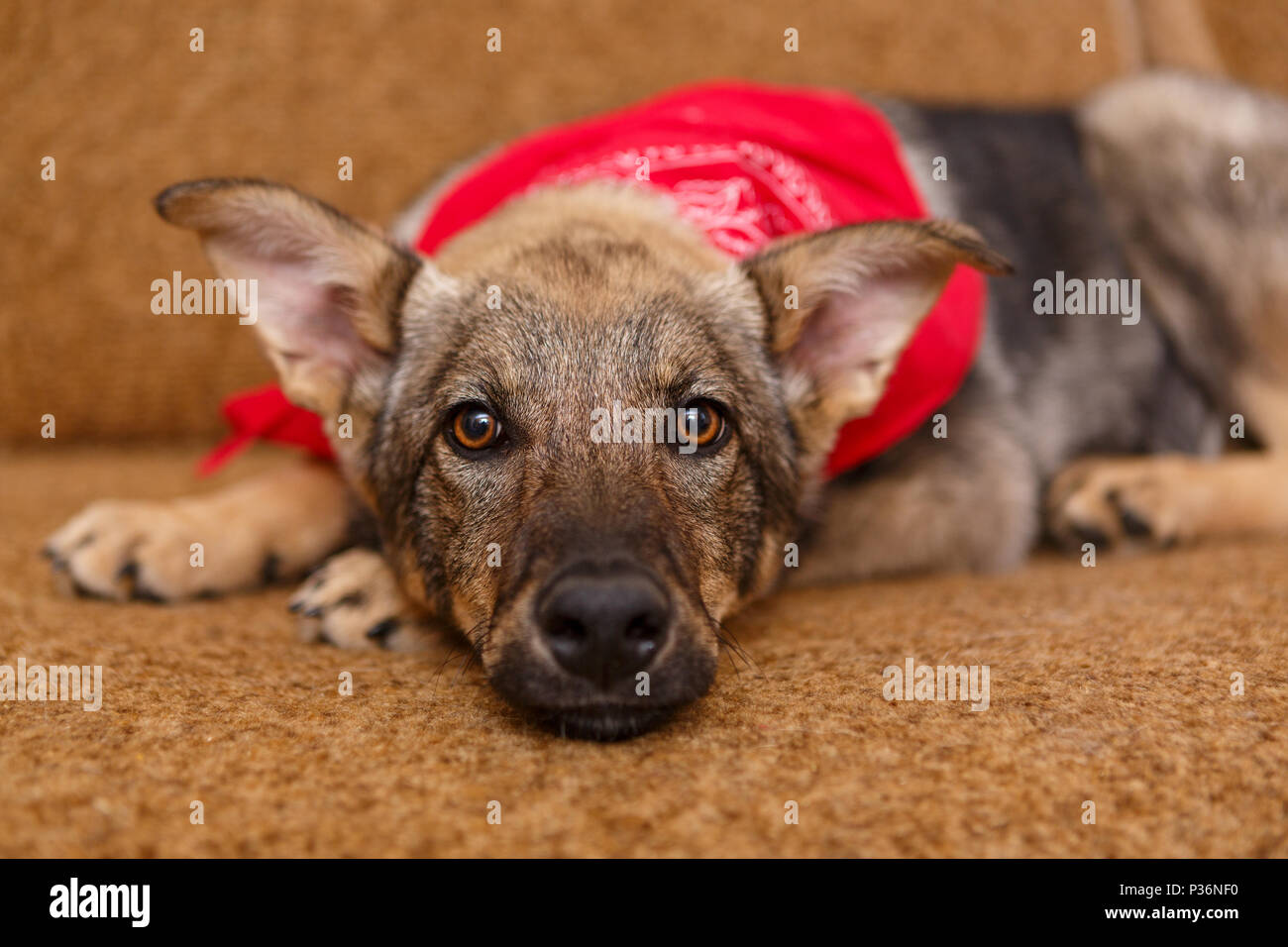 Portrait Of A Beautiful Big Dog On The Couch Stock Photo