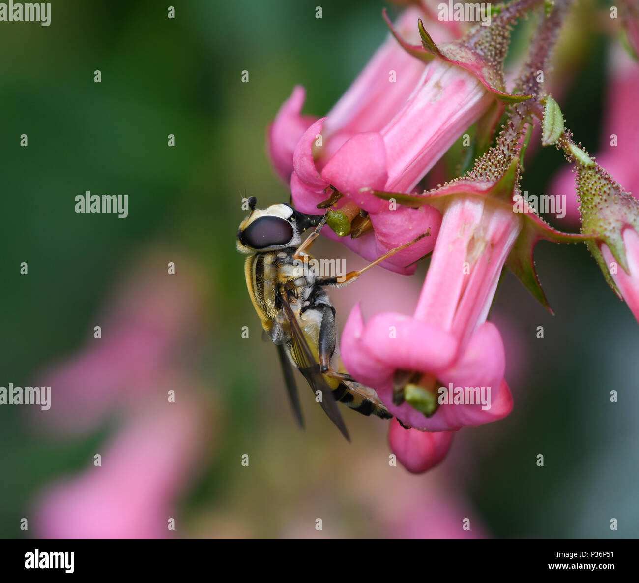 Ejemplar del sírfido Helophilus pendulus alimentándose del néctar de las flores de Escallonia rubra. Stock Photo
