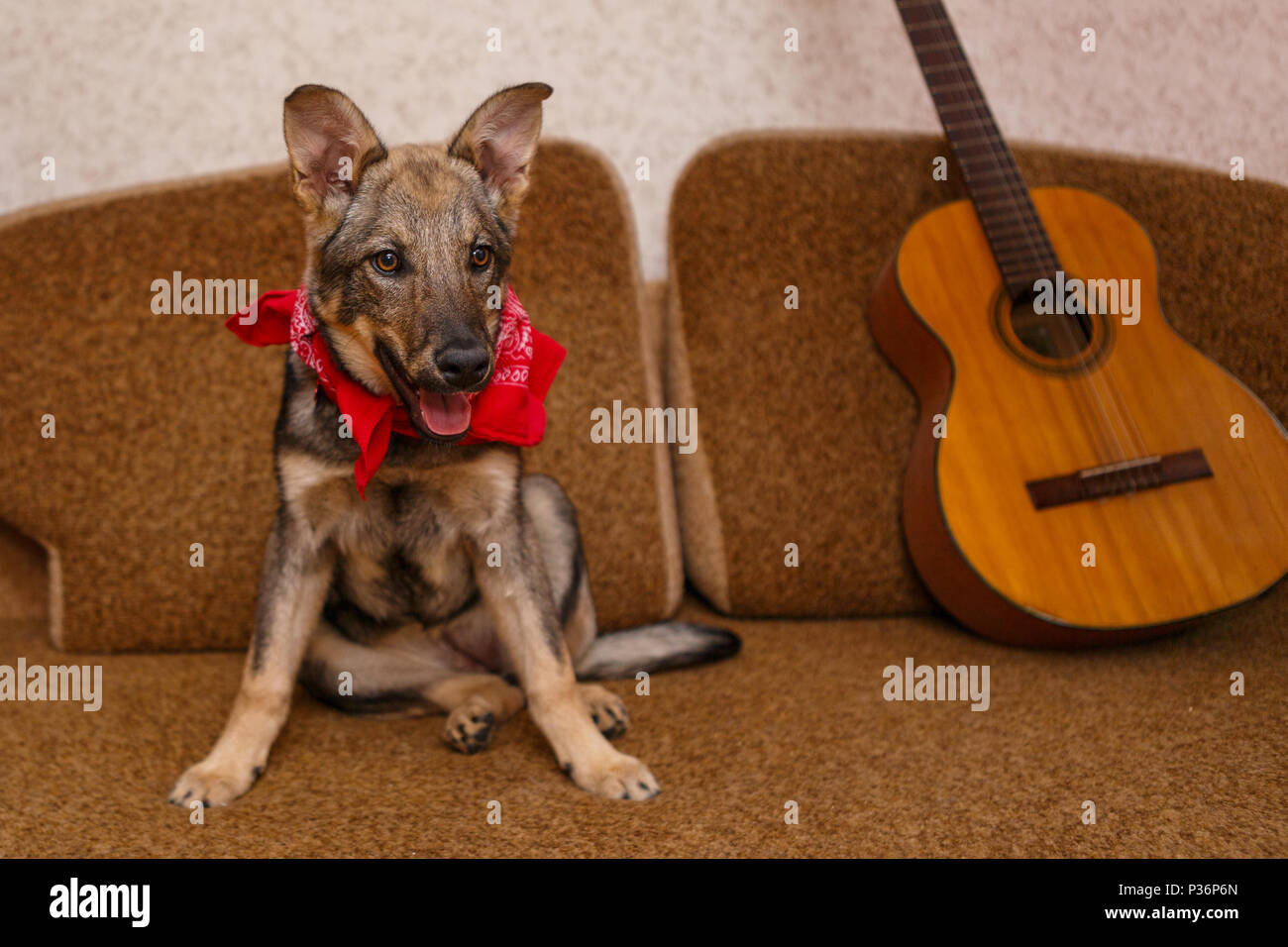 Puppy Big Dog On The Couch Next To The Guitar Stock Photo