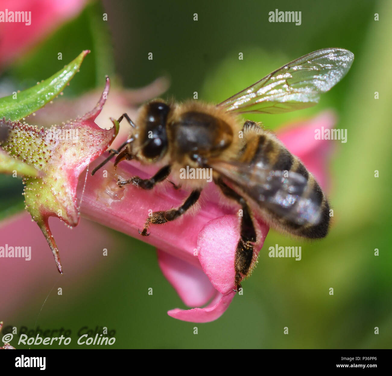 Detalle de una abeja melífera en el momento en que con su lengua, liba el néctar a través del orificio practicado en la corola de la flor de Escalonia Stock Photo