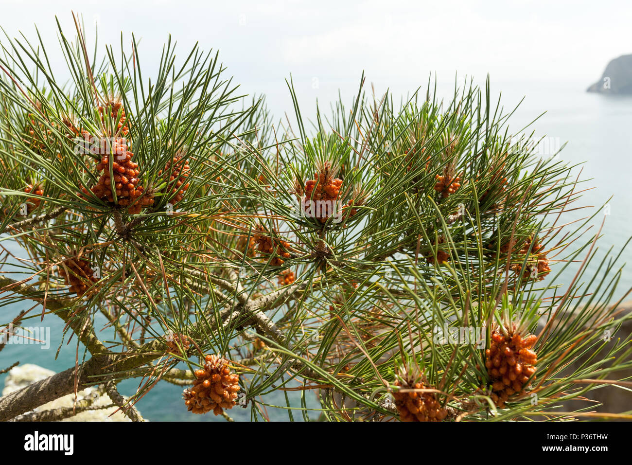 Pine tree with pine cones on the sea background Stock Photo - Alamy