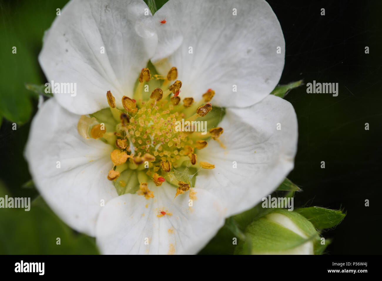 Close-up of a strawberry flower Stock Photo