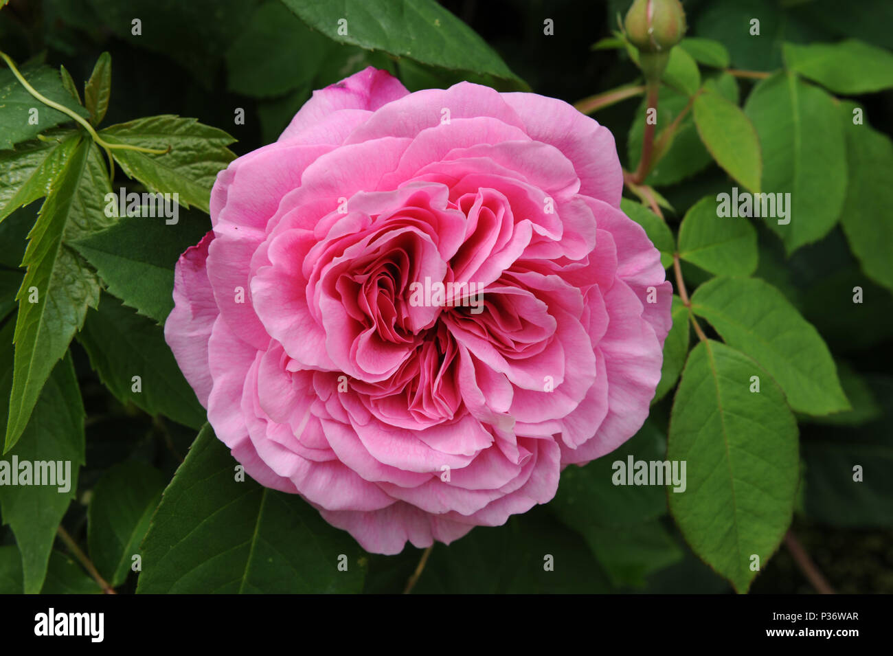 Pink Roses Stock Photo