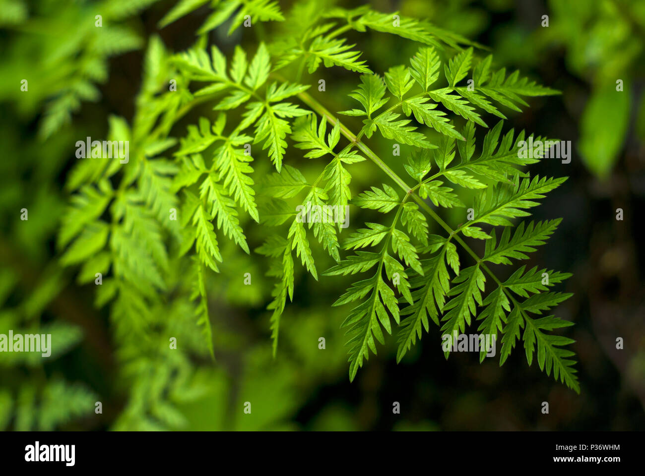 vegetative background - bright green leaf of a poison hemlock closeup on a dark blurred background (philosopher Socrates was poisoned by the juice of  Stock Photo