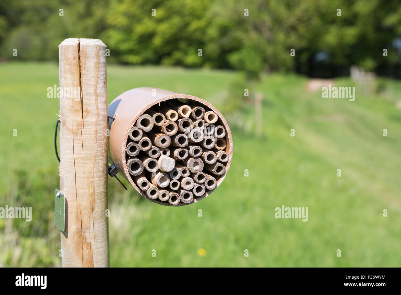 A bee hotel (bee box) in Wytham Woods, Oxfordshire, UK Stock Photo