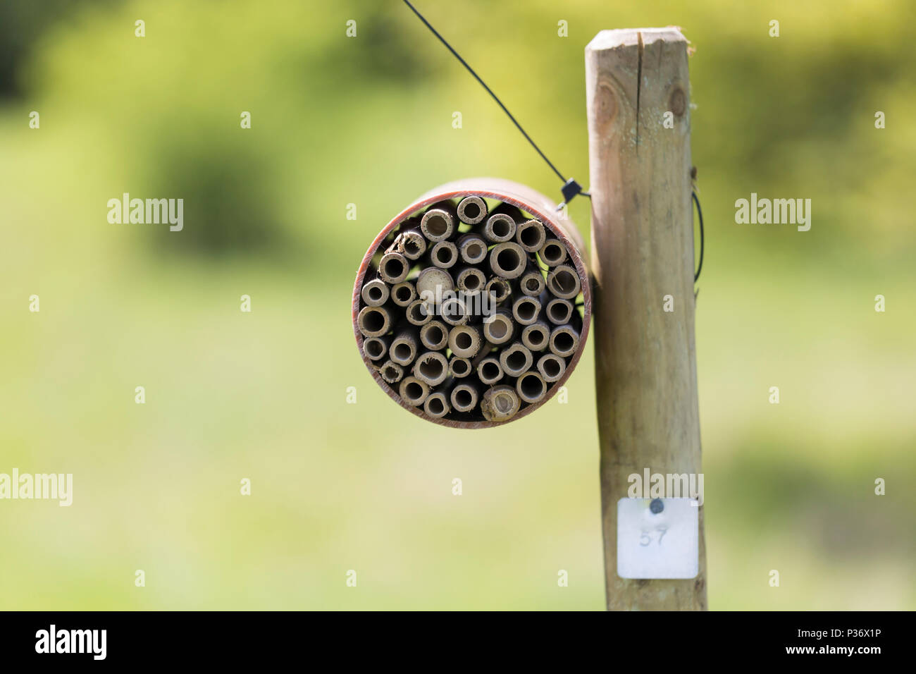 Insect hotel (bee box) on wooden post, UK Stock Photo