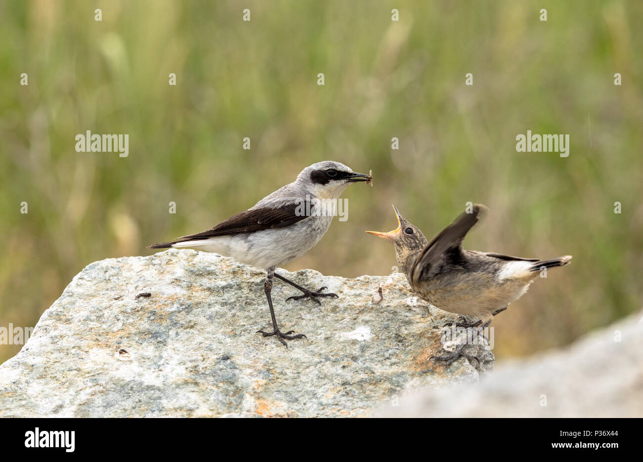 Northern wheatear, Oenanthe oenanthe, a male bird in breeding plumage, about to feed its young fledgling with an insect. Stock Photo