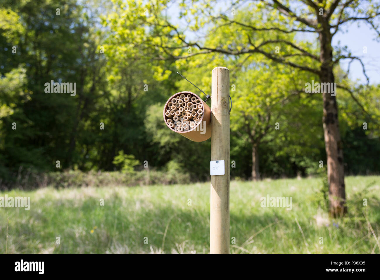 A bee hotel (bee box) in Wytham Woods, Oxfordshire, UK Stock Photo