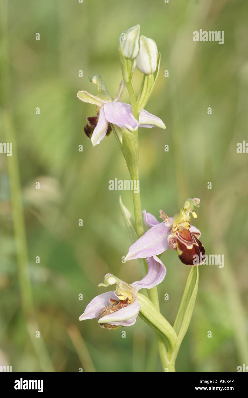 Ophrys apifera Stock Photo