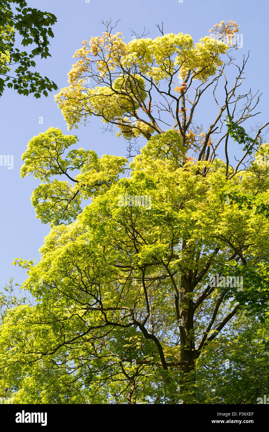Sycamore tree against blue sky, spring, UK Stock Photo