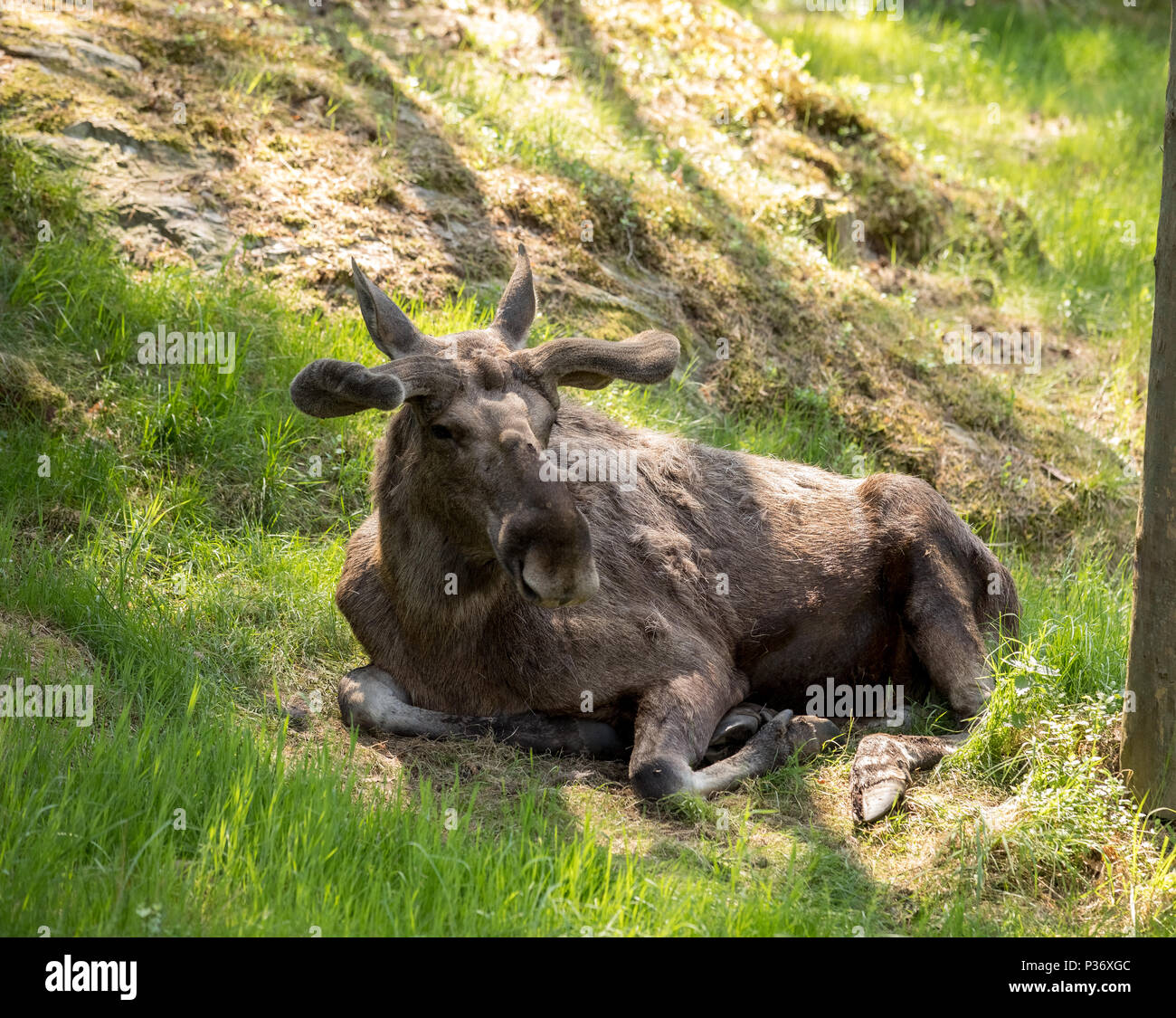 Velvet skin hi-res stock photography and images - Alamy