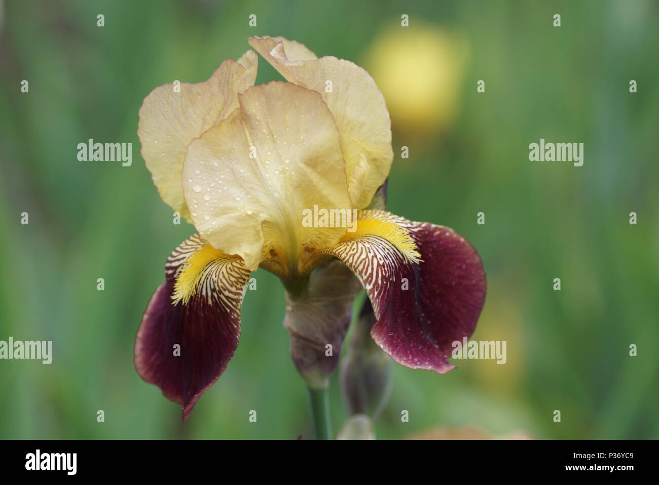 Iris picador hi-res stock photography and images - Alamy