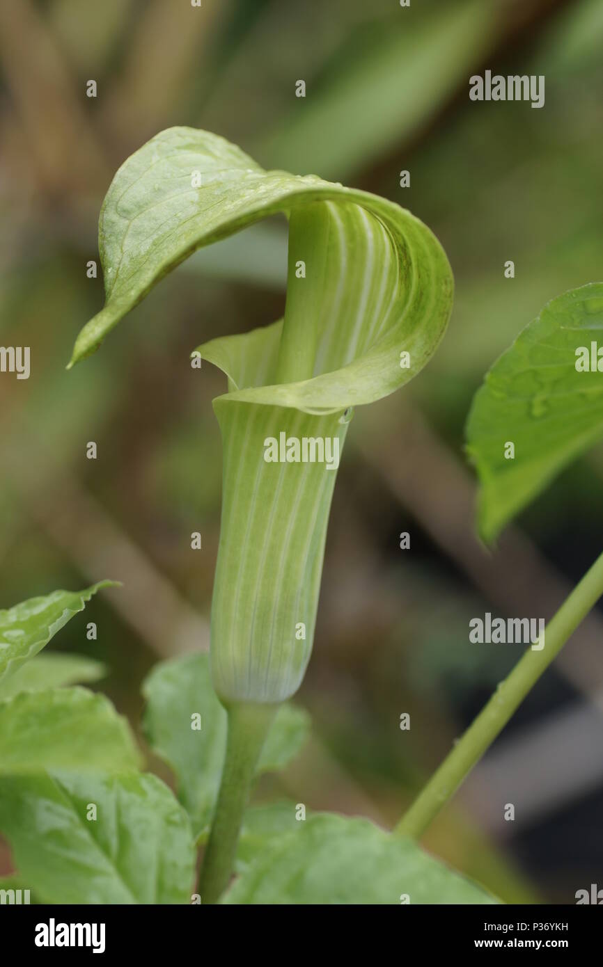 Arisaema amurense Stock Photo