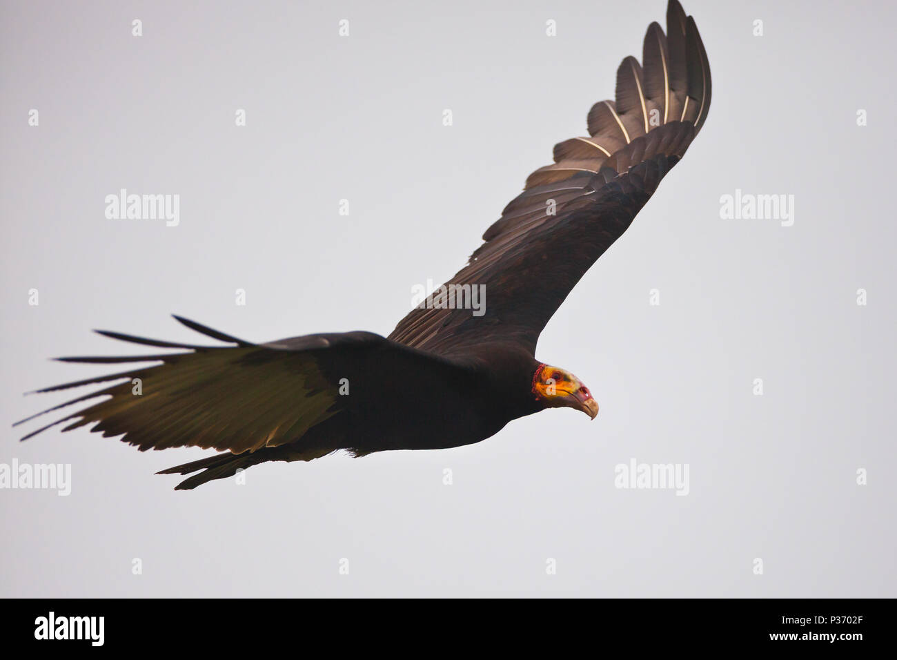 Lesser Yellow-headed Vulture, Cathartes burrovianus, in Refugio de vida silvestre Cienaga de las Macanas, Herrera province. Republic of Panama. Stock Photo