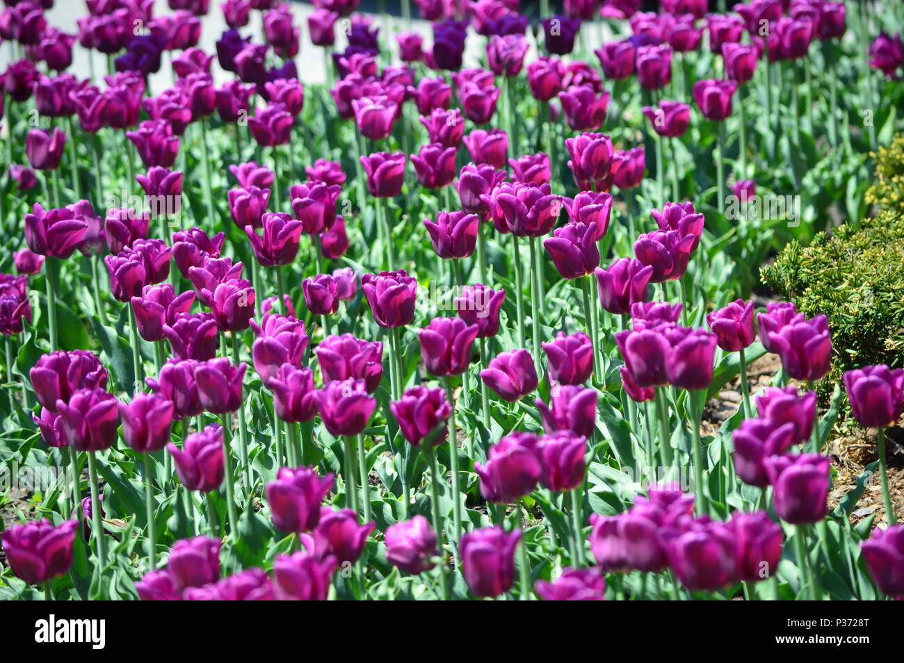 Purple Tulips at Tulip Time Festival in Holland Michigan Stock Photo
