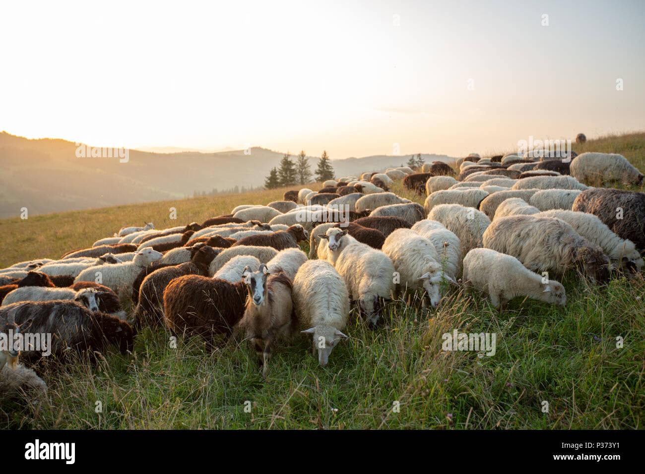 A herd of sheep on a hill in the rays of sunset. Sheep graze Stock ...
