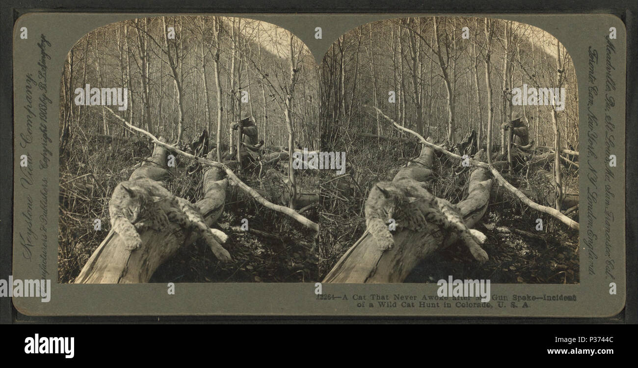 10 A cat that never awoke after my gun spoke - incident of a wild cat hunt in Colorado, U.S.A, from Robert N. Dennis collection of stereoscopic views Stock Photo
