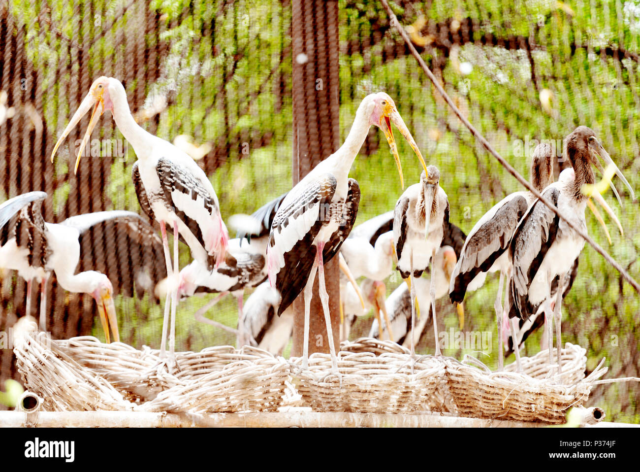 Painted storks Stock Photo