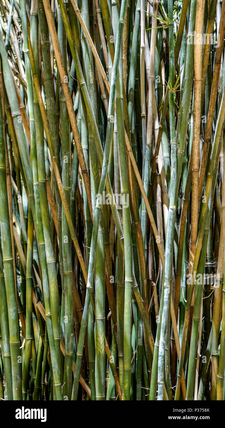 Bamboo canes hires stock photography and images Alamy