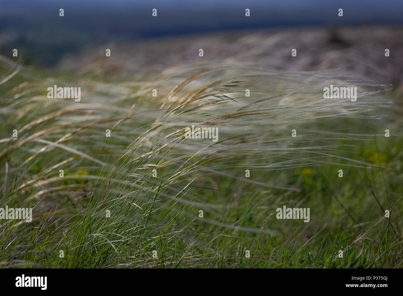 feather grass is listed in the red book. field with feather grass Stock Photo