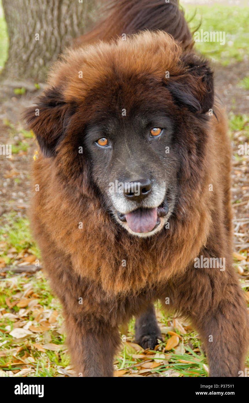 A Chow Mix looks for a forever home at a Humane Society adoption event in New Bern,North Carolina Stock Photo