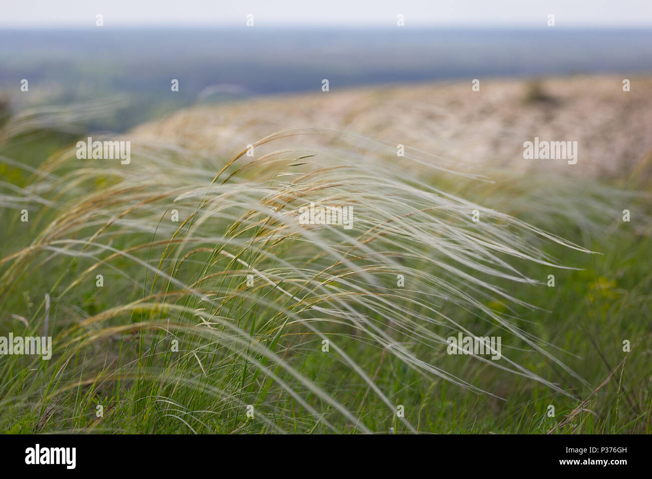 feather grass is listed in the national red book. field with feather grass Stock Photo