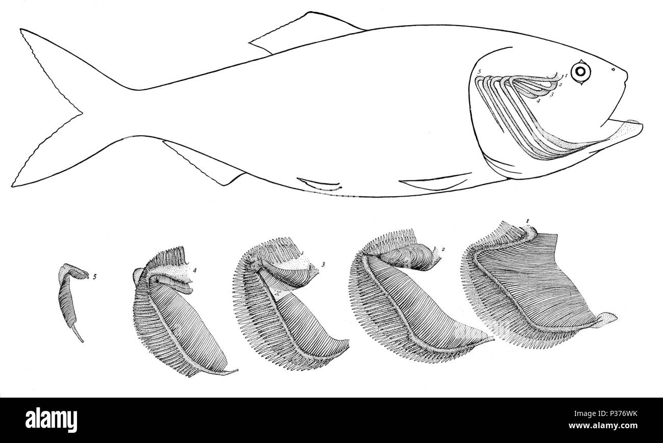 Gills fish Black and White Stock Photos & Images Alamy