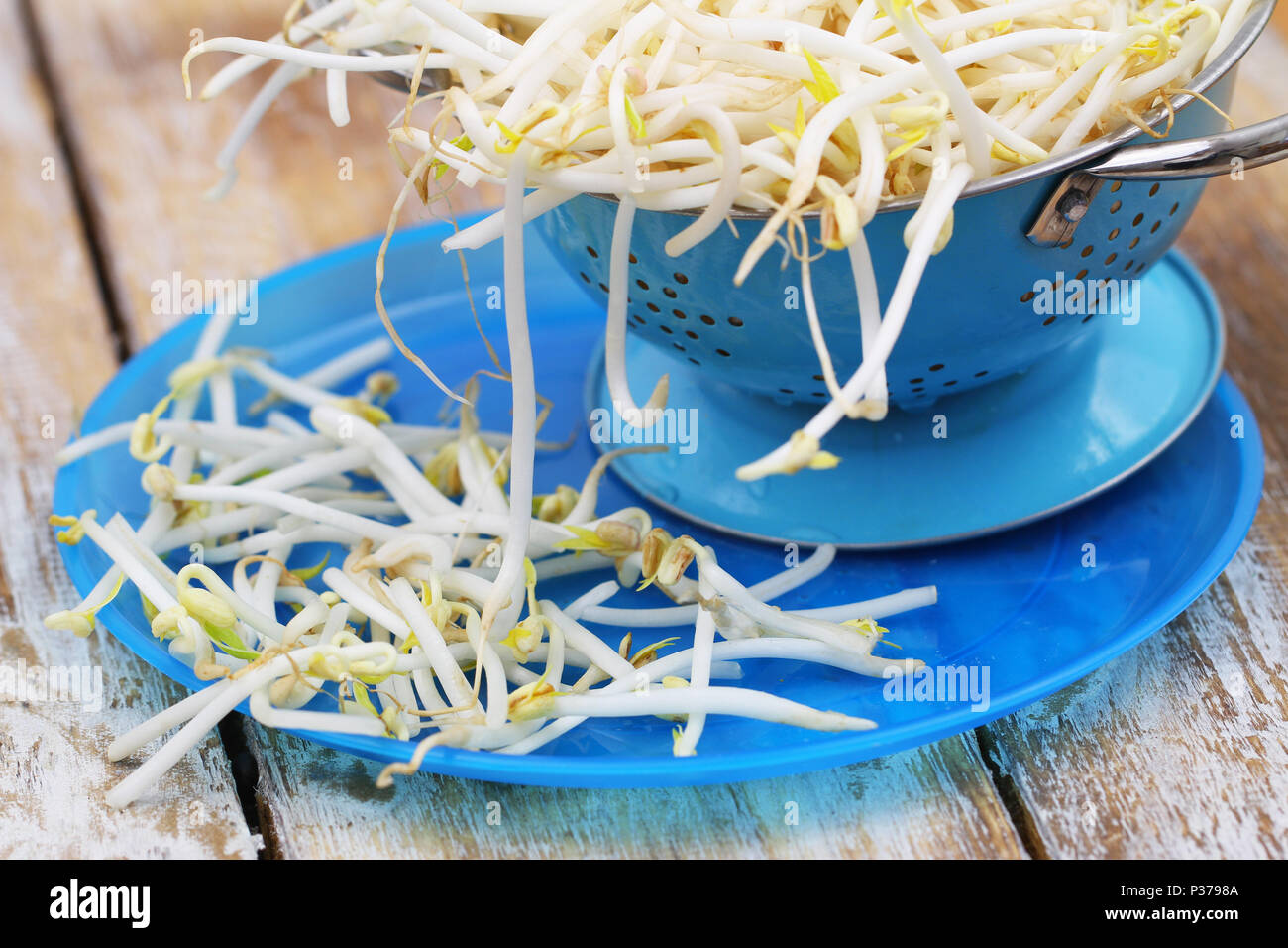 Raw fresh beansprouts on blue plate on rustic wooden surface with colander in the background Stock Photo