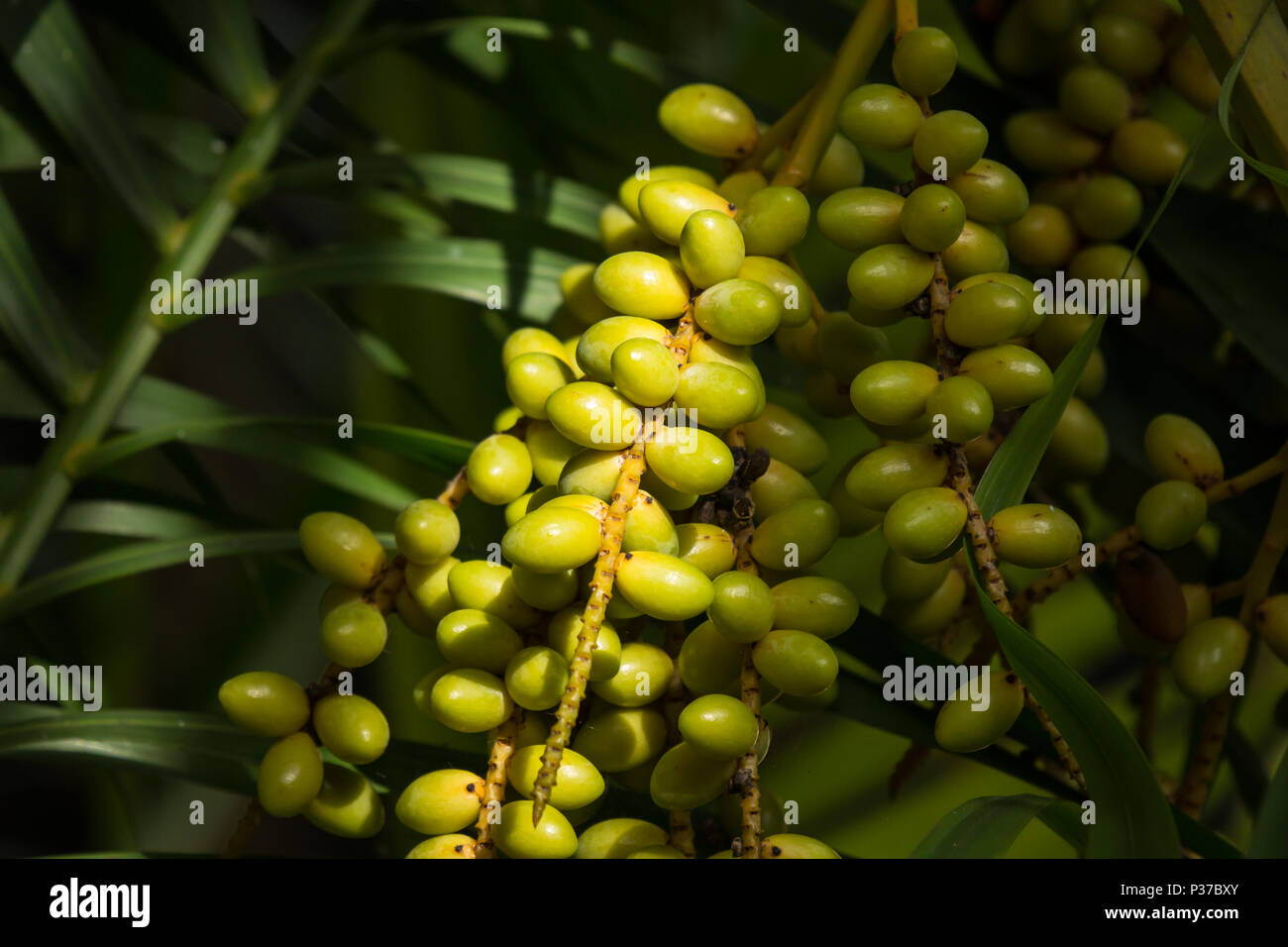 Close up of Green palm tree seed Stock Photo - Alamy