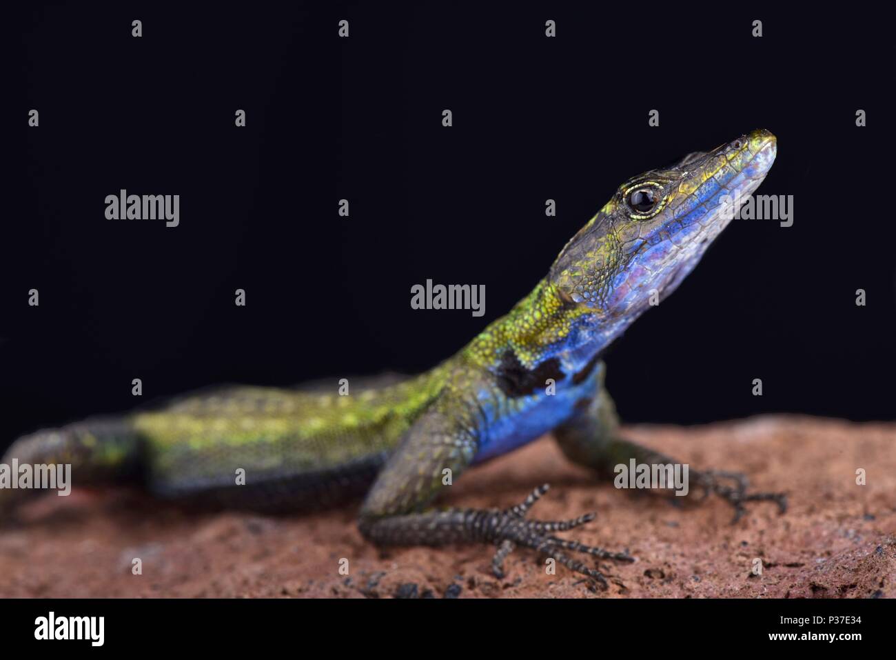 The Mozambique flat lizard (Platysaurus intermedius nyasae) is found in Malawi and central Mozambique. Stock Photo