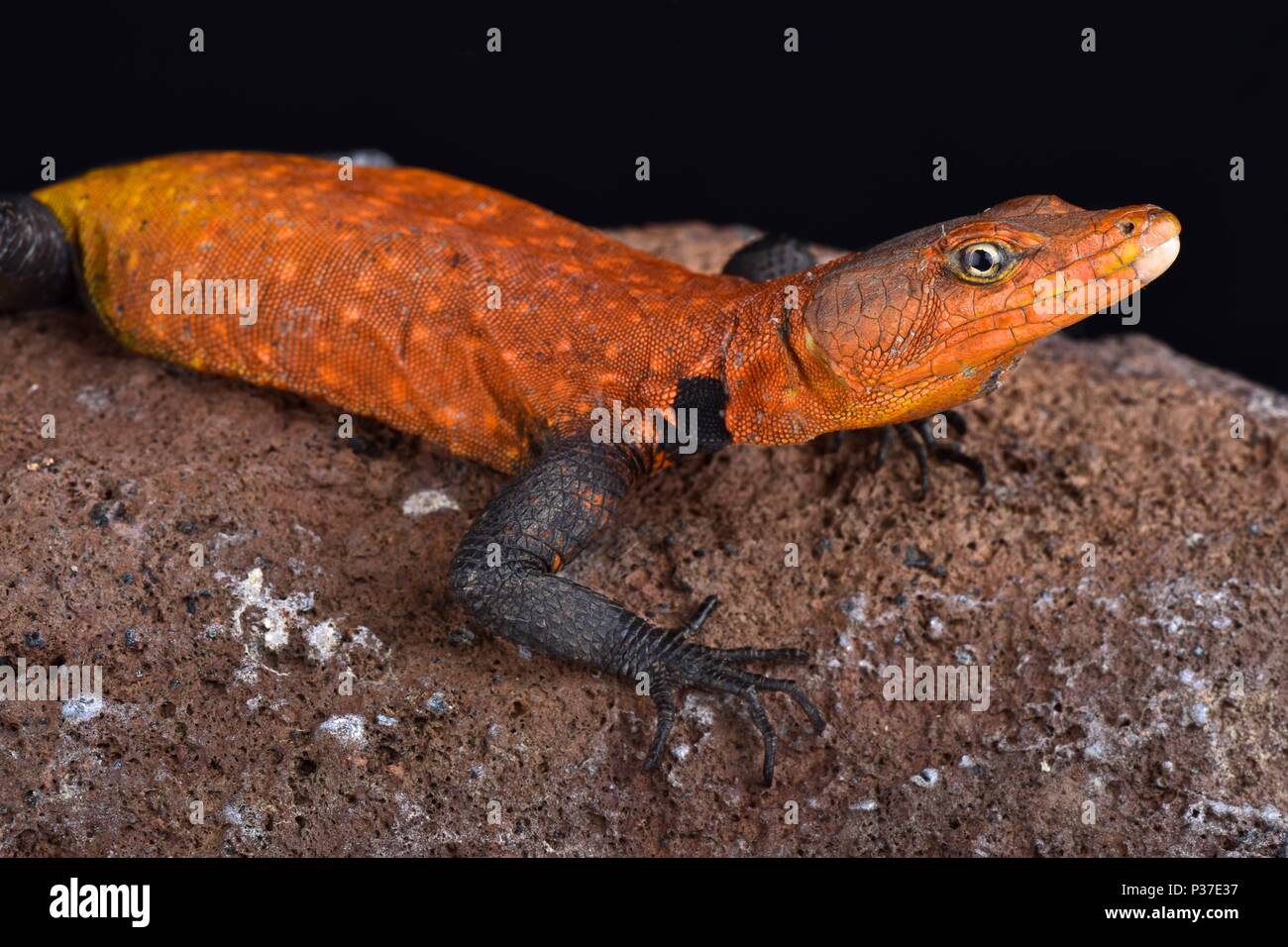 Emperor flat lizard (Platysaurus imperator) is the largest species of its family. They are found in Mozambique and Zimbabwe. Stock Photo