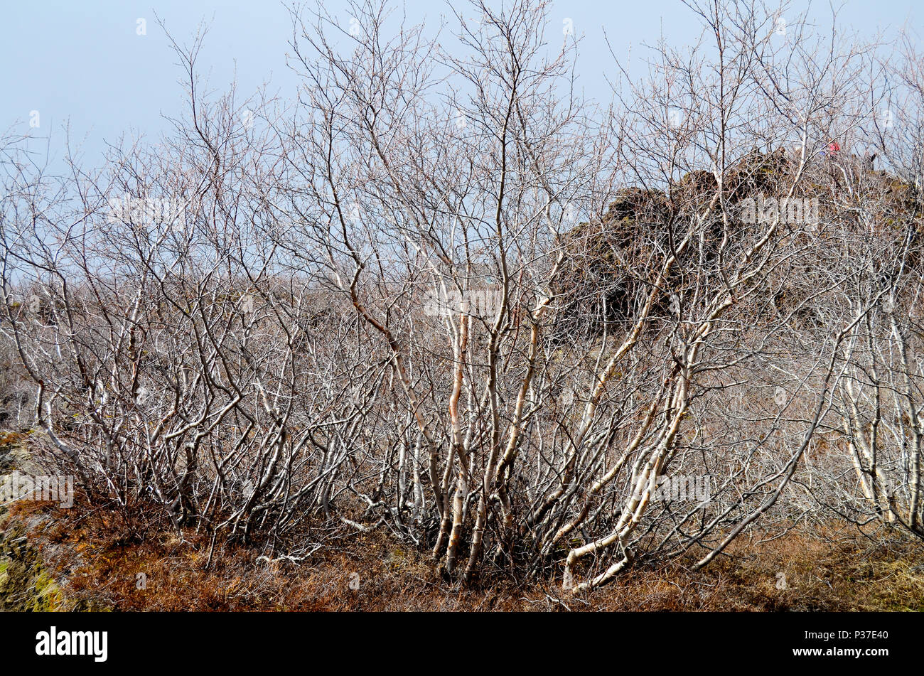 birch in dimmuborgir, Iceland Stock Photo