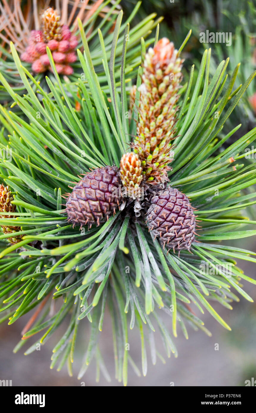 foliage and cones from a larch in Akureyri, Iceland Stock Photo