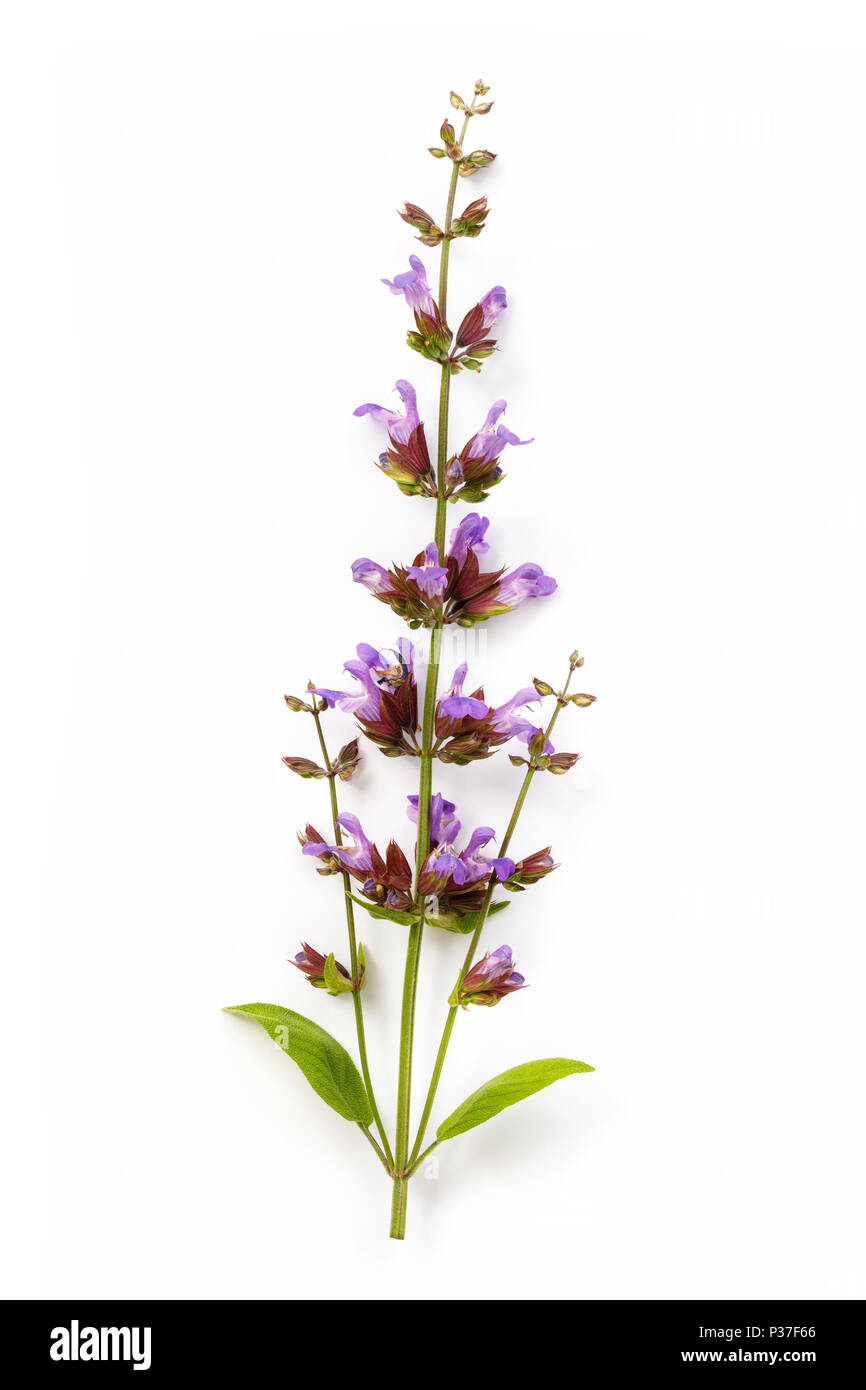 Medicinal plant of sage, isolated on white background. Has beneficial