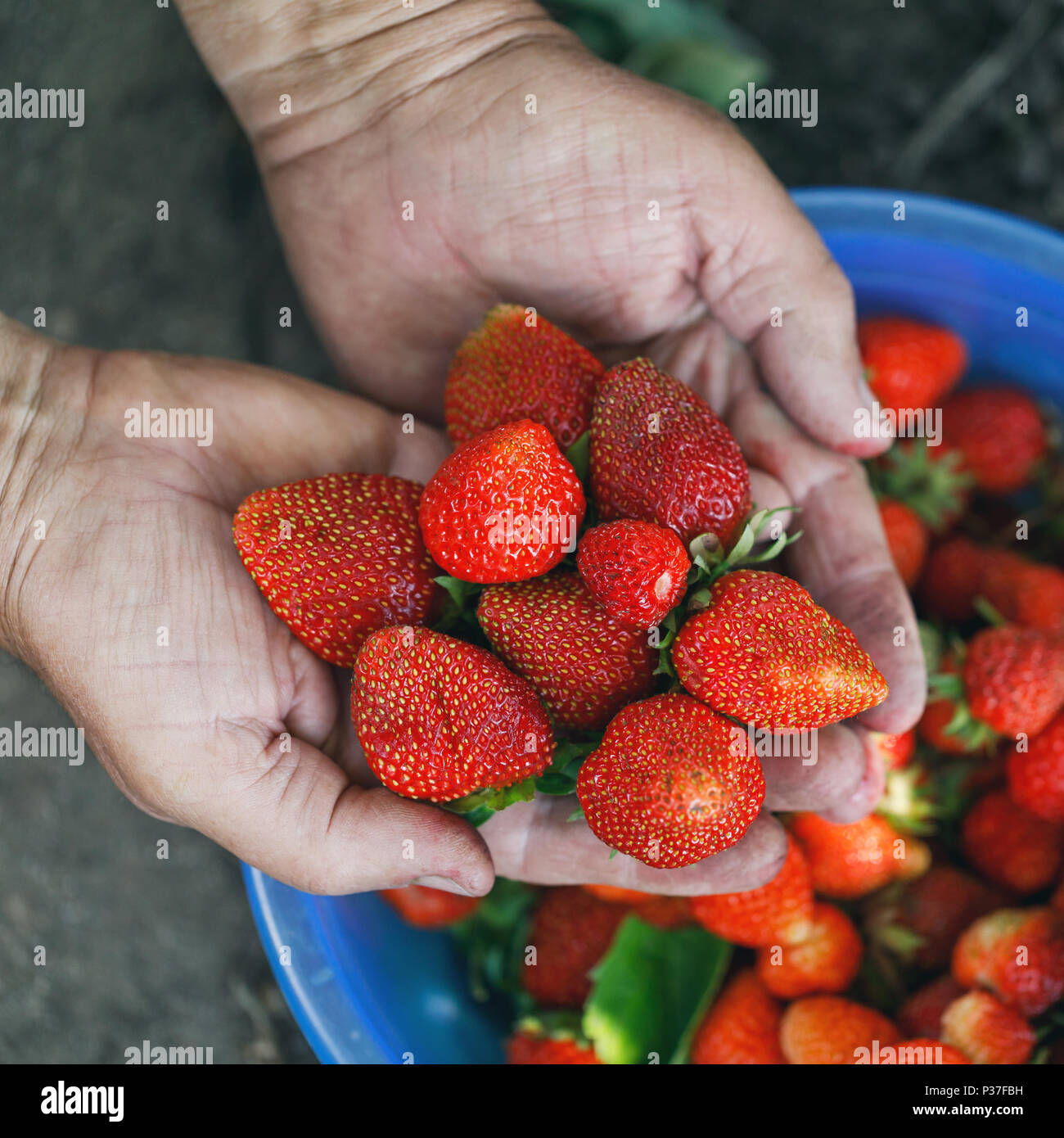 First harvest: freshly picked strawberries from a garden in the hands ...