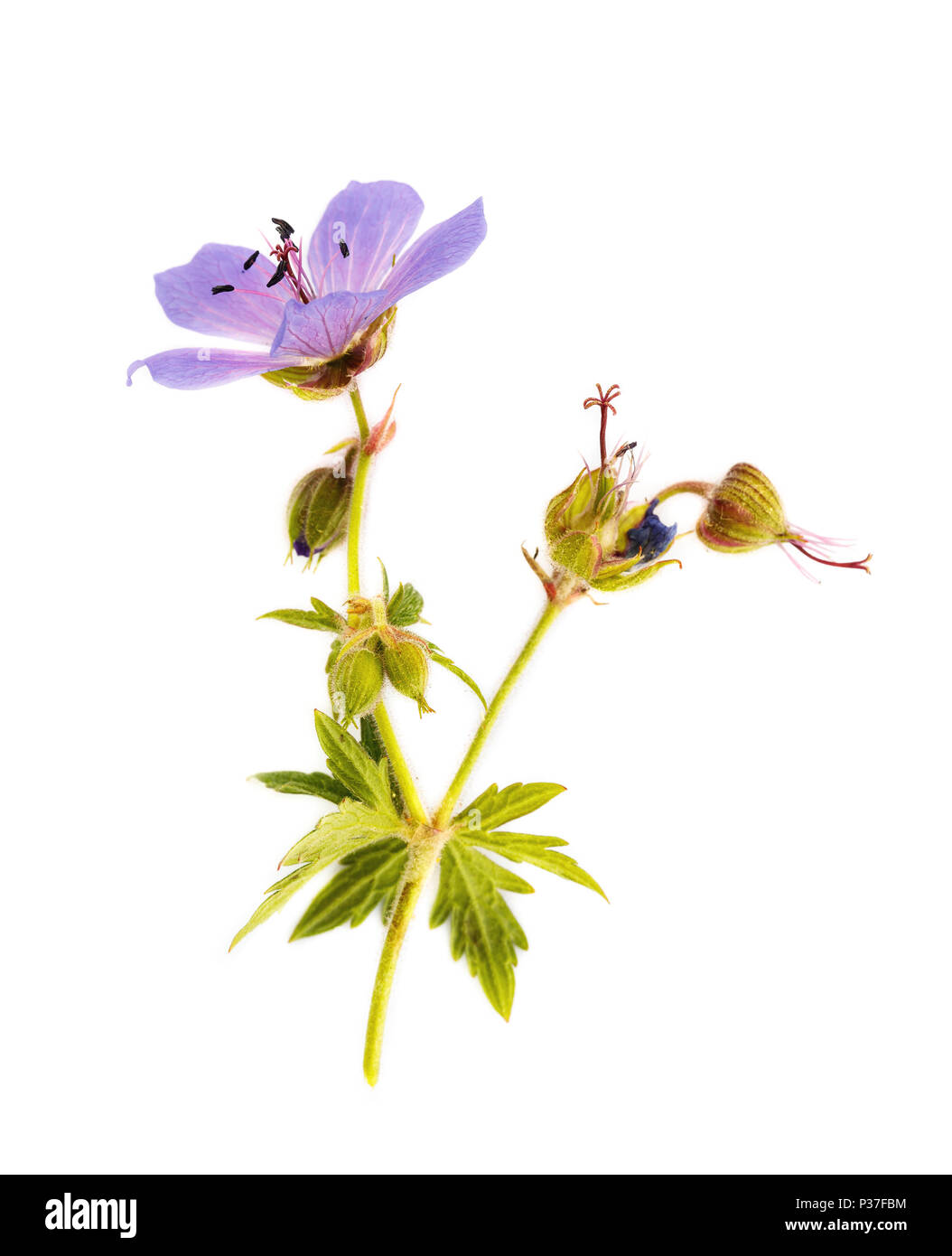Geranium meadow. Branch isolated on white background. Wound healing plant Stock Photo