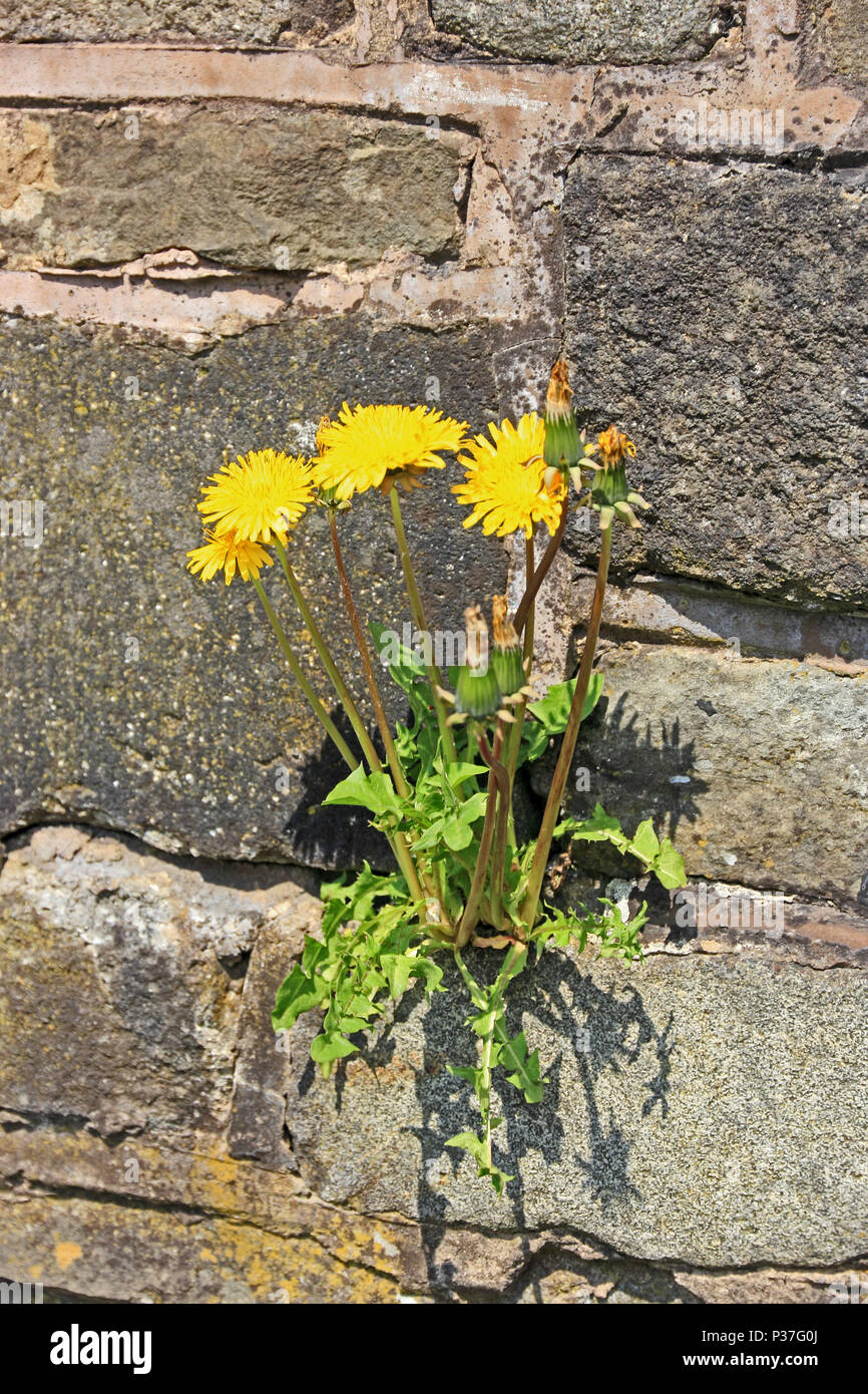 Flowers growing out wall hi-res stock photography and images - Alamy