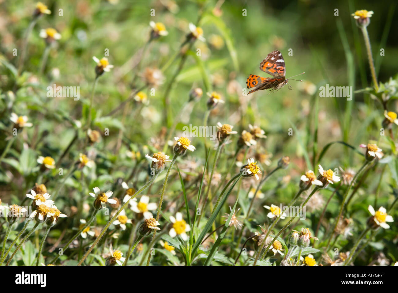 A Brazilian painted lady (Vanessa braziliensis) butterfly with broken wings flies over tridax daisy or coatbuttons (Tridax procumbens) blooming flower Stock Photo
