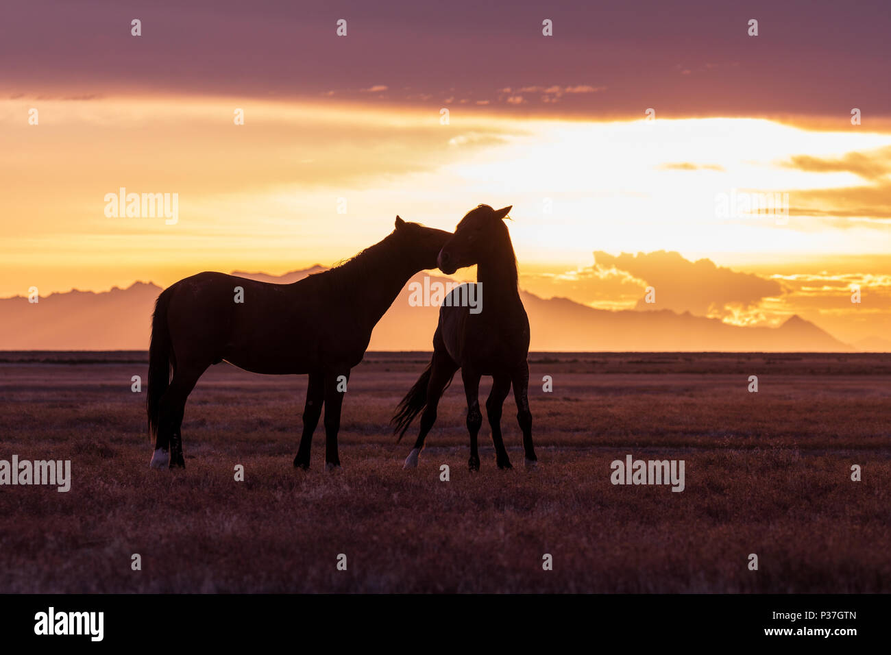 Wild Horses Silhouetted at Sunset Stock Photo
