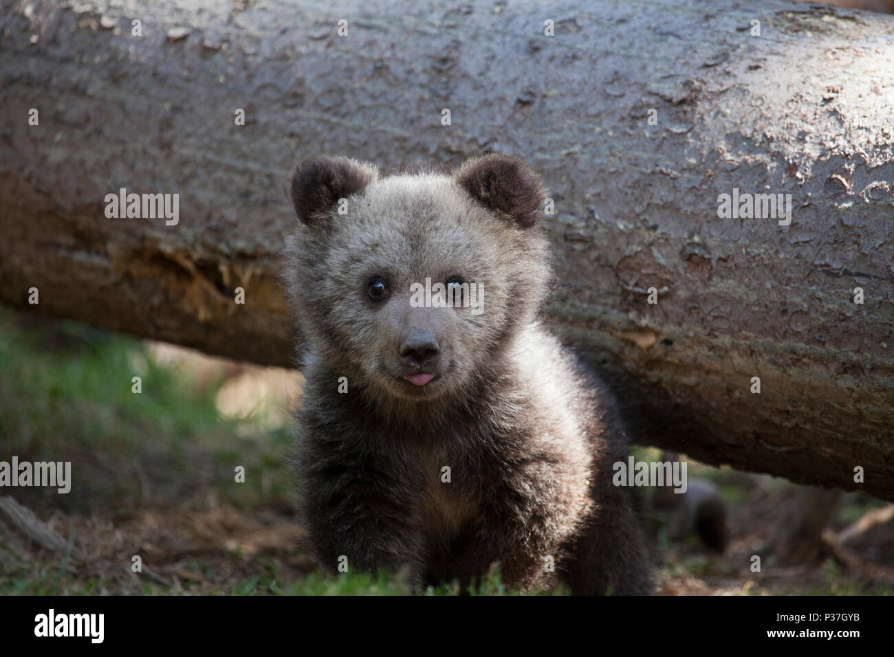 Adorable Baby Bear Cub Looking At Camera And Showing Tongue Stock Photo Alamy Adorable Baby Bear Cub Looking At Camera And Showing Tongue Stock Photo Alamy