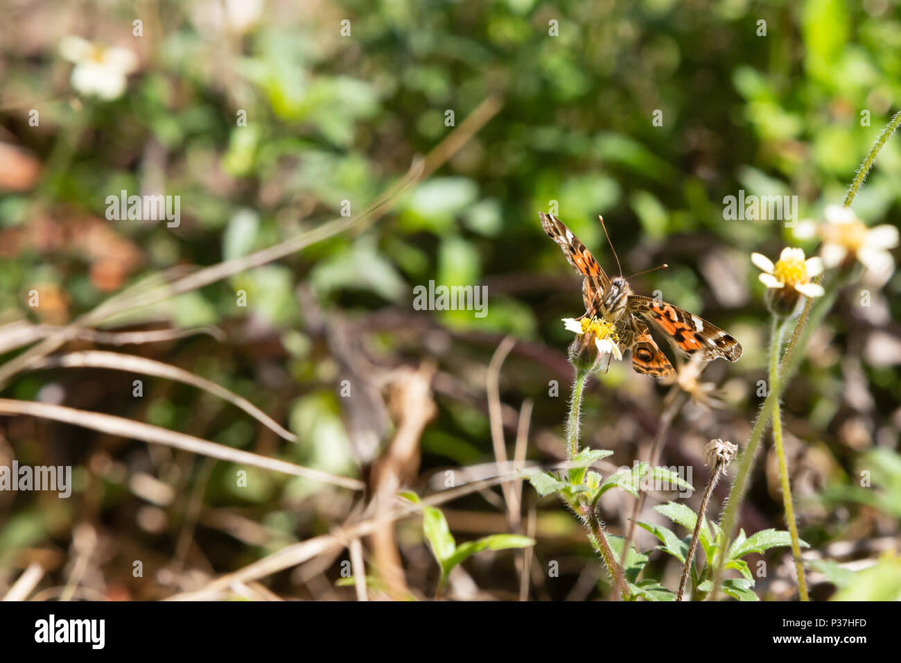 A Brazilian painted lady (Vanessa braziliensis) butterfly with broken wings feeds the nectar of tridax daisy or coatbuttons (Tridax procumbens) flower Stock Photo