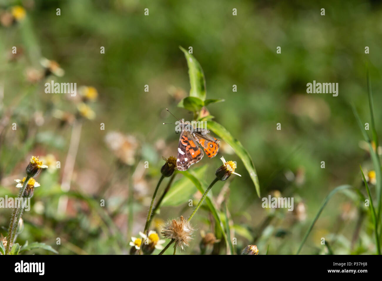 A Brazilian painted lady (Vanessa braziliensis) butterfly with broken wings flies over tridax daisy or coatbuttons (Tridax procumbens) blooming flower Stock Photo
